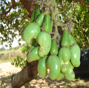 KALRO Cashew Nut